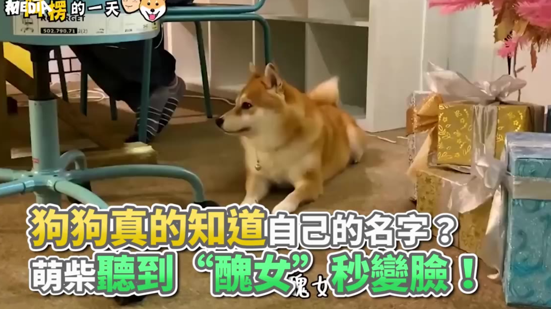 狗狗真的知道自己的名字? 萌柴听到“丑女”秒变脸!